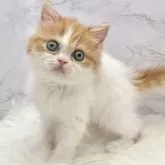 エキゾチックロングヘア