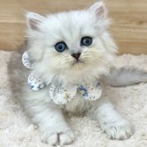 ペルシャ