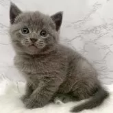 ブリティッシュショートヘア