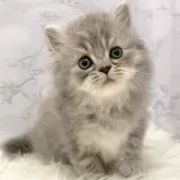 ミヌエット(長足)