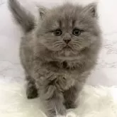 ミヌエット(長足)