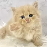 ミヌエット(短足)