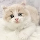 サイベリアン