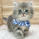 ミヌエット