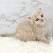 ミヌエット(長足)【愛知県・女の子・2025年5月18日・クリームタビー】の写真2