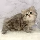 ミヌエット(長足)【愛知県・女の子・2025年9月18日・ブルータビー】の写真2