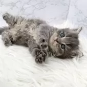 ミヌエット(短足)【愛知県・男の子・2025年11月1日・ブルータビー】の写真2