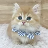 マンチカン(短足)【愛知県・男の子・2025年2月10日・レッドタビー】の写真2