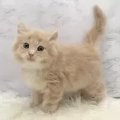 サイベリアン【愛知県・男の子・2025年10月22日・クリームタビー&ホワイト】の写真2