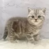 マンチカン(長足)【愛知県・女の子・2025年9月24日・ブルーパッチドタビー】の写真2