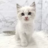 ラグドール【愛知県・女の子・2025年1月16日・ブルーポイントバイカラー】の写真2