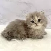 ミヌエット(短足)【愛知県・女の子・2025年10月3日・ブルーパッチドタビー】の写真2