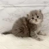 ミヌエット(長足)【愛知県・女の子・2025年11月7日・ブルーパッチドタビー】の写真2