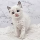 ラグドール【愛知県・女の子・2024年12月16日・ブルーポイントバイカラー】の写真2