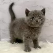 ブリティッシュショートヘア【愛知県・男の子・2025年11月4日・ブルー】の写真2