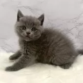 ブリティッシュショートヘア【愛知県・男の子・2025年11月4日・ブルー】の写真2