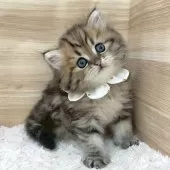 ミヌエット(長足)【愛知県・男の子・2025年5月14日・ブラウンタビー】の写真2