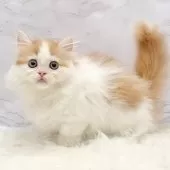 ミヌエット(短足)【愛知県・女の子・2025年8月11日・レッドタビー&ホワイト】の写真3