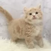 サイベリアン【愛知県・男の子・2025年10月22日・クリームタビー&ホワイト】の写真3