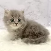 ミヌエット(短足)【愛知県・男の子・2025年10月3日・ブルータビー】の写真3