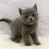 ブリティッシュショートヘア【愛知県・男の子・2025年11月4日・ブルー】の写真3