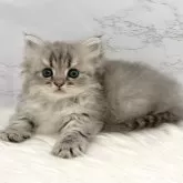 ミヌエット(短足)【愛知県・男の子・2025年9月18日・ブルータビー】の写真3