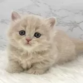 ミヌエット(短足)【愛知県・女の子・2025年10月13日・クリームタビー】の写真3