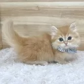 マンチカン(短足)【愛知県・男の子・2025年2月10日・レッドタビー】の写真3