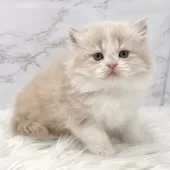 ミヌエット(長足)【愛知県・男の子・2025年6月29日・クリームタビー&ホワイト】の写真3