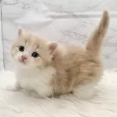 ミヌエット(短足)【愛知県・男の子・2025年11月8日・クリームタビー&ホワイト】の写真3