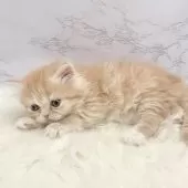 エキゾチックロングヘア【愛知県・女の子・2025年9月24日・レッドタビー&ホワイト】の写真4