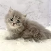 ミヌエット(短足)【愛知県・男の子・2025年10月3日・ブルータビー】の写真4