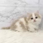 ミヌエット(短足)【愛知県・女の子・2025年1月7日・クリームタビー&ホワイト】の写真4