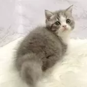 マンチカン(短足)【愛知県・女の子・2025年9月24日・ブルータビー&ホワイト】の写真4