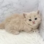 ミヌエット(短足)【愛知県・男の子・2025年10月13日・クリームタビー】の写真4