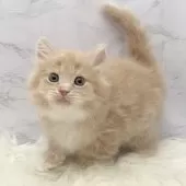 サイベリアン【愛知県・男の子・2025年10月22日・クリームタビー&ホワイト】の写真4