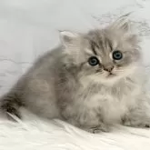 ミヌエット(短足)【愛知県・男の子・2025年9月18日・ブルータビー】の写真4