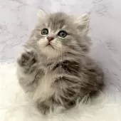 ミヌエット(短足)【愛知県・女の子・2025年10月26日・ブルータビー】の写真4