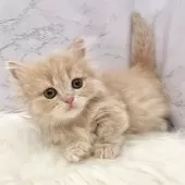 ミヌエット(短足)【愛知県・男の子・2025年9月17日・クリームタビー】の写真4