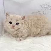 ミヌエット(短足)【愛知県・男の子・2025年10月13日・クリームタビー】の写真5