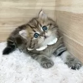 ミヌエット(長足)【愛知県・男の子・2025年5月14日・ブラウンタビー】の写真5