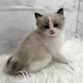 ラグドール【愛知県・男の子・2026年1月26日・シールポイントバイカラー】の写真5
