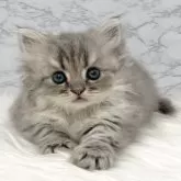 ミヌエット(短足)【愛知県・男の子・2025年9月18日・ブルータビー】の写真5