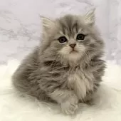 ミヌエット(短足)【愛知県・女の子・2025年10月26日・ブルータビー】の写真5