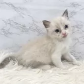 ラグドール【愛知県・男の子・2025年3月19日・ブルーポイントバイカラー】の写真5