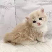 ミヌエット(短足)【愛知県・男の子・2025年11月8日・クリームタビー&ホワイト】の写真5