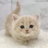 ミヌエット(短足)【愛知県・女の子・2025年10月13日・クリームタビー】の写真5