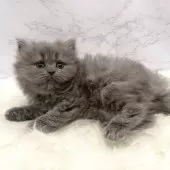 ミヌエット(長足)【愛知県・女の子・2025年11月5日・ブルー】の写真5