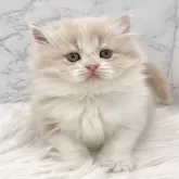 ミヌエット(長足)【愛知県・男の子・2025年6月29日・クリームタビー&ホワイト】の写真5