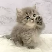 ミヌエット(短足)【愛知県・男の子・2025年10月3日・ブルータビー】の写真6